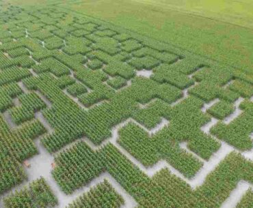 pop corn labyrinthe