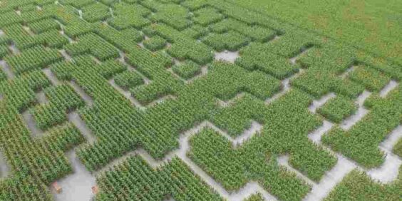 Pop Corn Labyrinthe