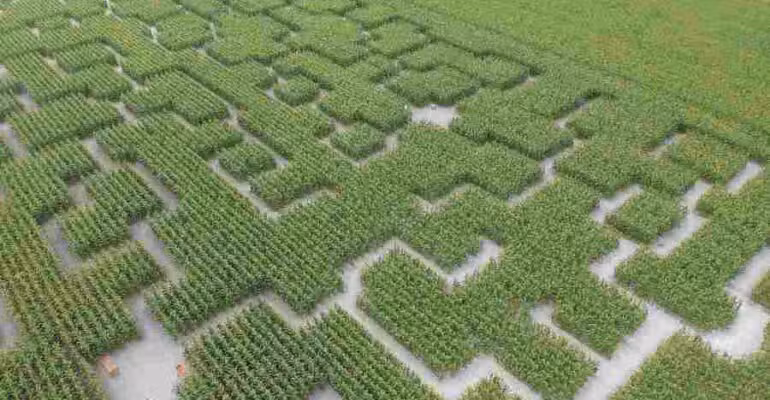 pop corn labyrinthe