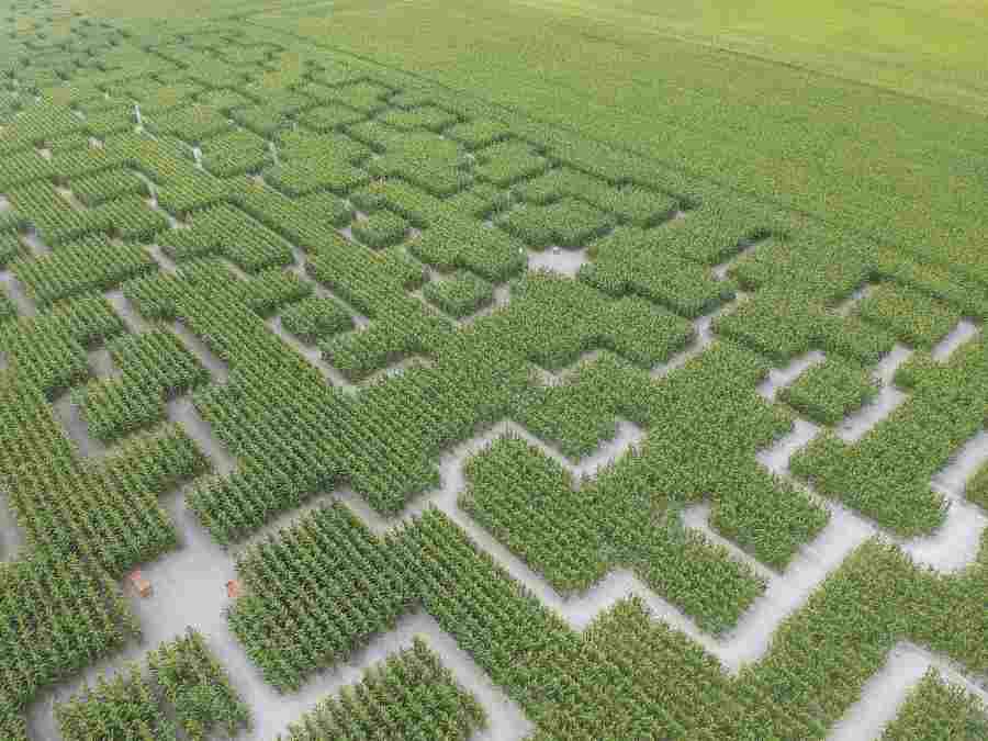 popcorn maze