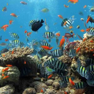 L’Aquarium Tropical de la Porte Dorée