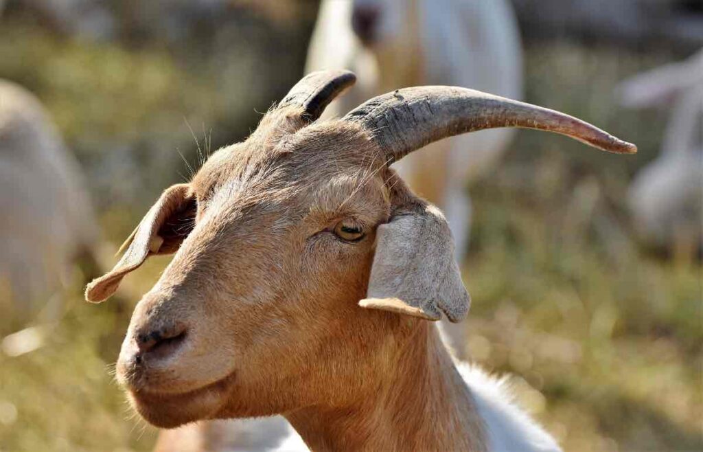 chèvres dans les fermes urbaines autour de paris