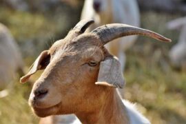 chèvres dans les fermes urbaines autour de paris