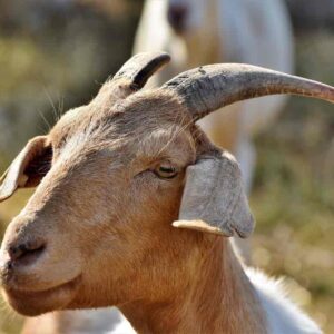 chèvres dans les fermes urbaines autour de paris