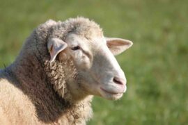educational sheep farm
