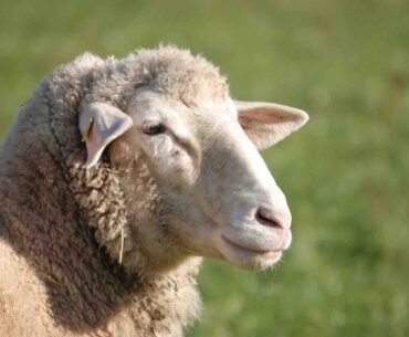 educational sheep farm