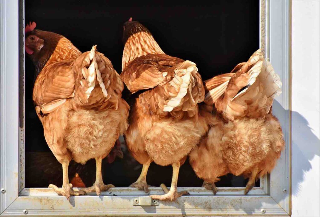 poules dans les fermes pédagogiques