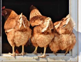 chickens in educational farms