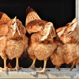 poules dans les fermes pédagogiques