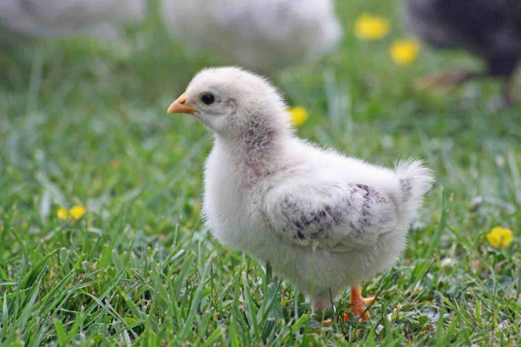 chick in an educational farm in Ile de France