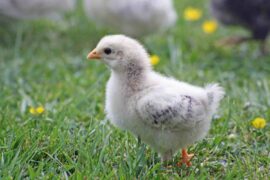chick in an educational farm in Ile de France