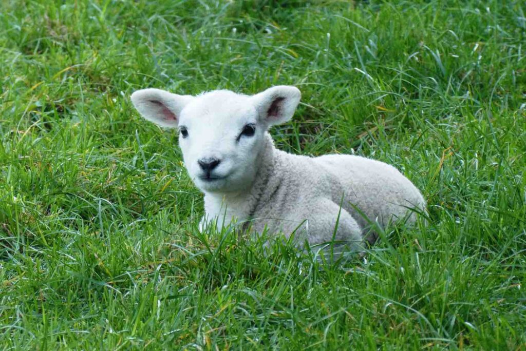 small sheep national sheepfold of Rambouillet