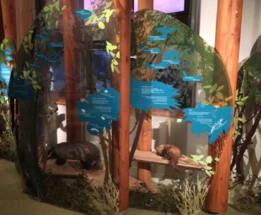 the children's gallery at the Grande Galerie de l'Evolution