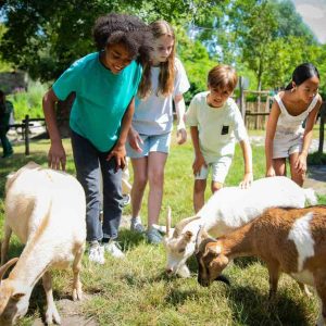 Jardin d'Acclimatation - l'enclos des chèvres