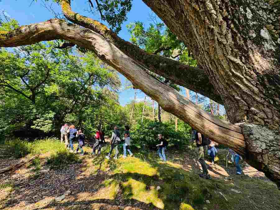 visite de la foret de fontainebleau