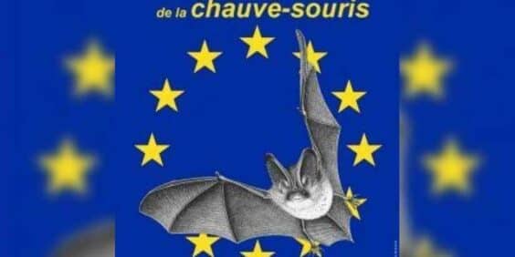 The International Bat Night