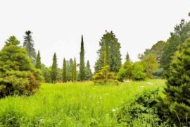 l'Arboretum of Versailles