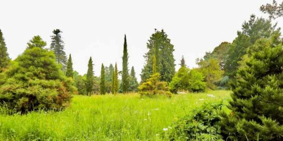 The Arboretum of Versailles-Chevreloup