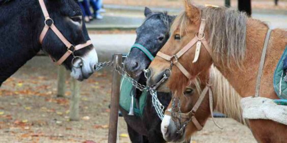 Pony rides for the little ones