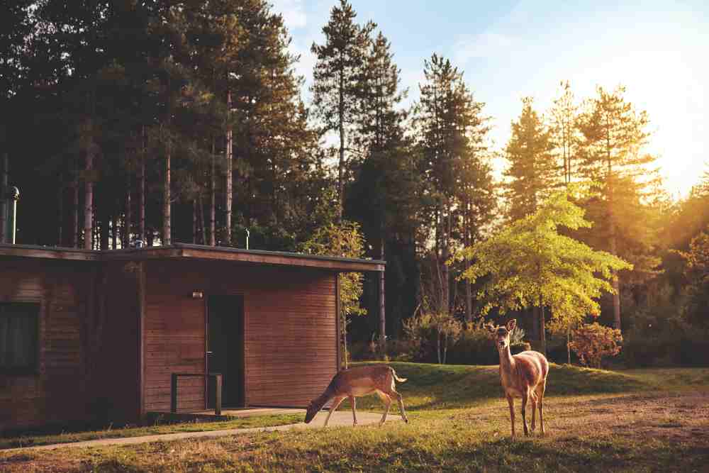 les cottages de Center Parcs