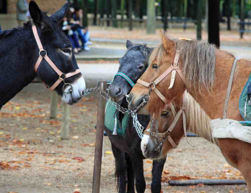 Où faire du Poney à Paris ? Balade à Poney avec les tout-petits