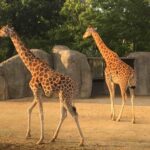 the zoological park of paris price list