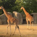 le parc zoologique de paris tarif
