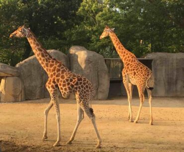 the zoological park of paris price list