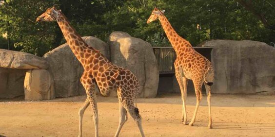 Le Parc zoologique de Paris