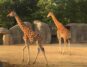 le parc zoologique de paris tarif