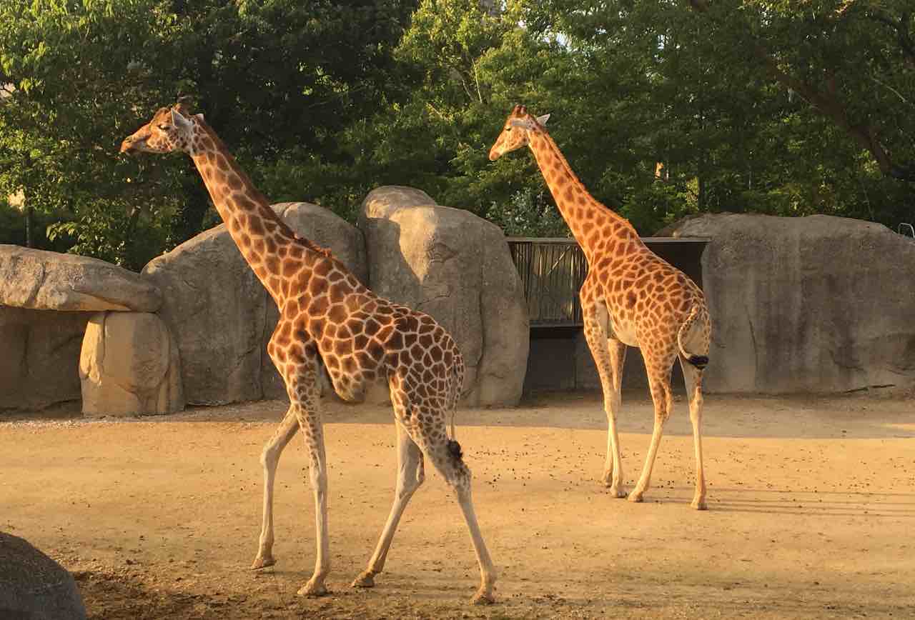 Où voir des animaux à Paris et autour de Paris ?