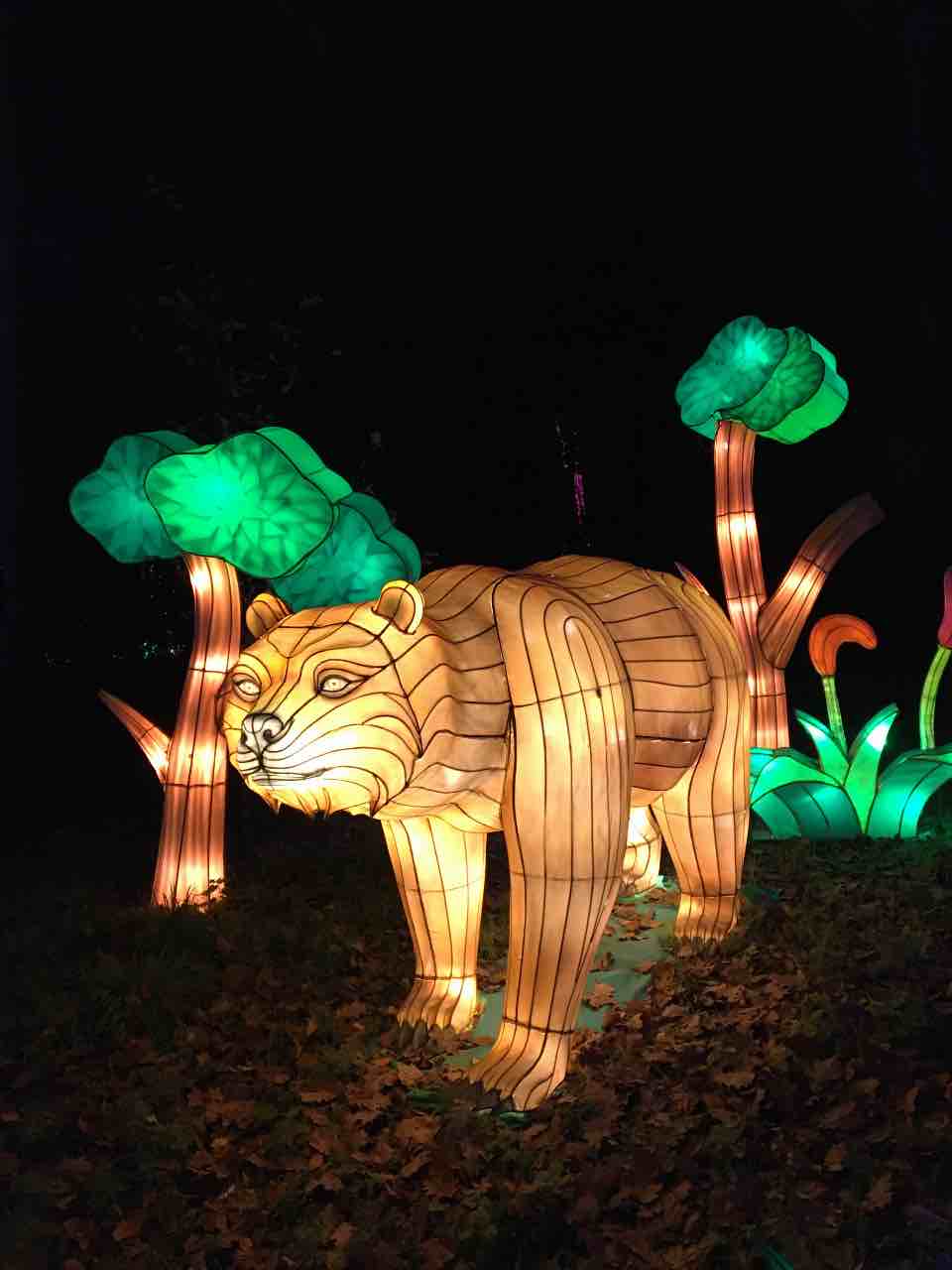 the wild lights