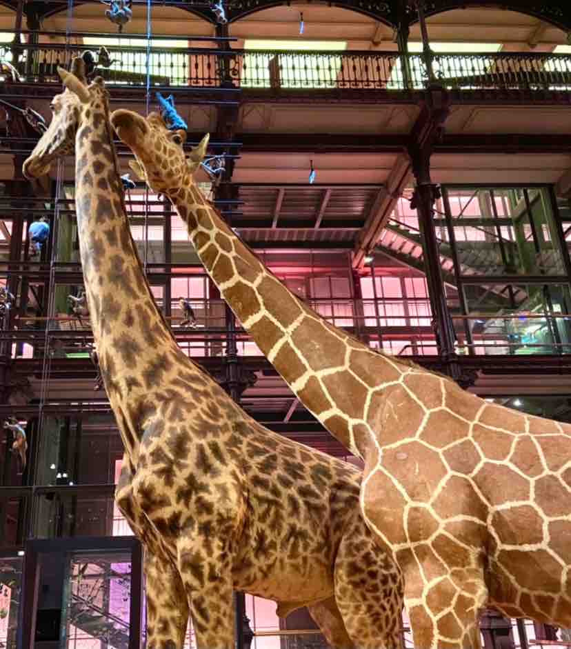 Le Jardin des Plantes; a Paris garden