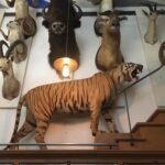 the hunting museum in Paris in the Marais