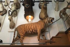 the hunting museum in Paris in the Marais