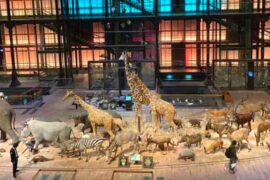 the great gallery of evolution at the jardin des plantes