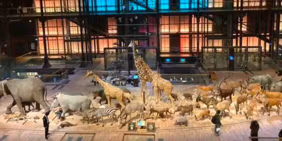 The Great Gallery of Evolution ♡