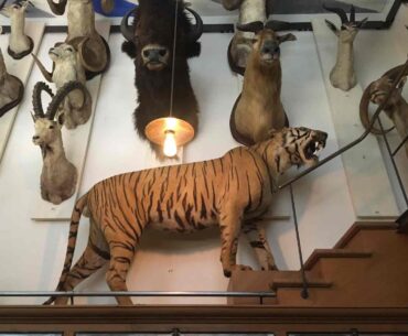 le musée de la chasse à Paris dans le Marais