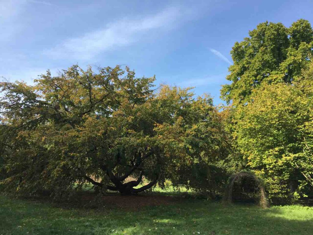 arboretum next to the Vincennes racecourse