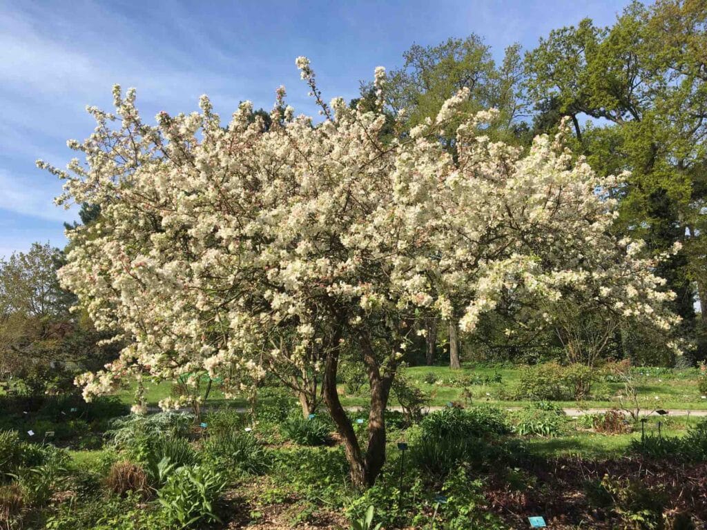 arbre parc floral paris 12eme