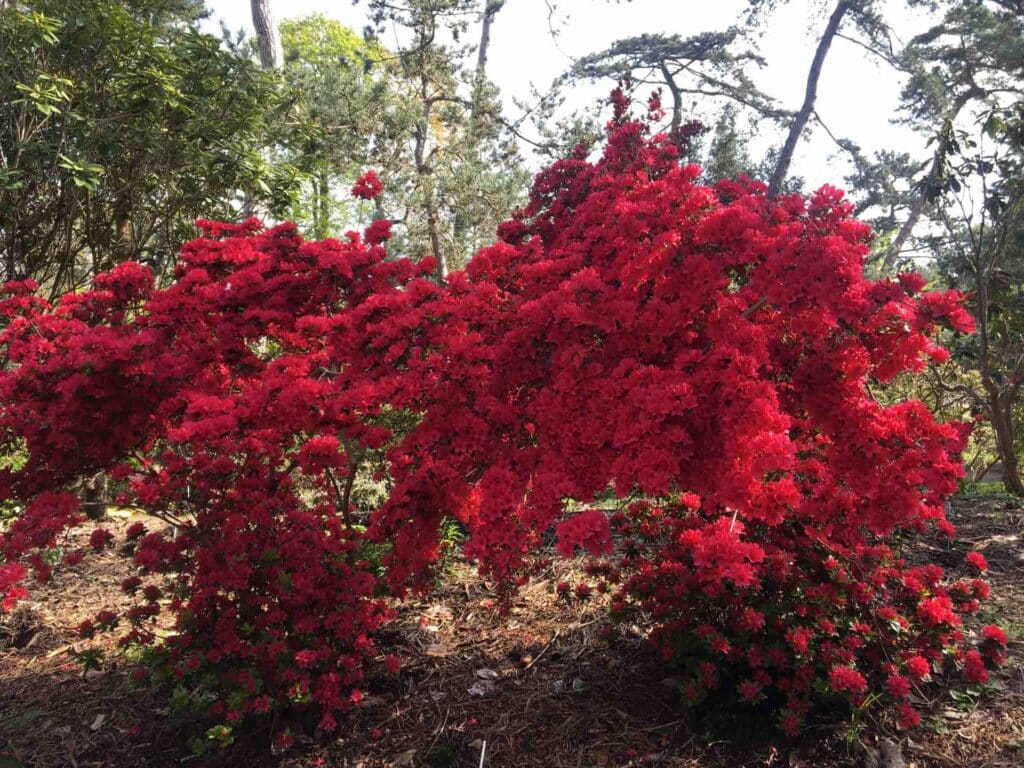 flowering in the floral park of Vincennes