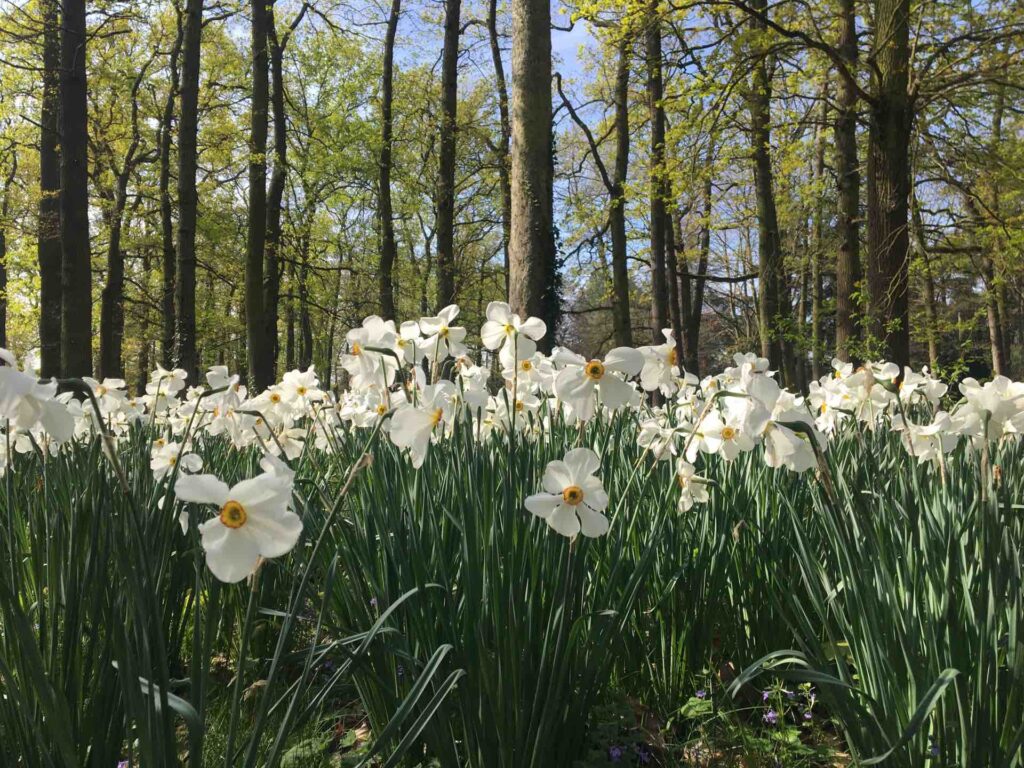 printemps au parc floral