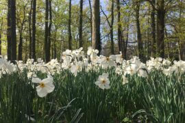 printemps au parc floral