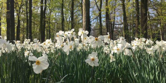 The Floral Park