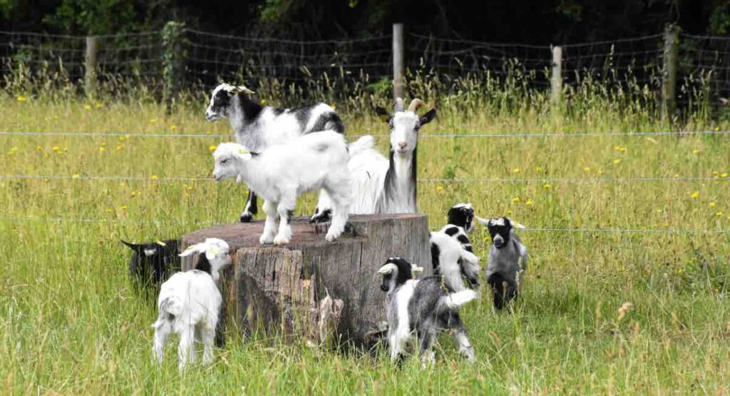 the goats of the Paris farm