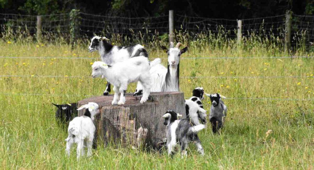 la ferme de paris dans le bois de Vincennes (paris 12ème)