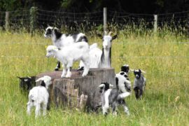 la ferme de paris dans le bois de Vincennes (paris 12ème)