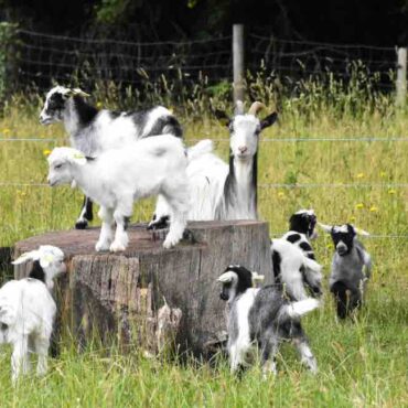 la ferme de paris dans le bois de Vincennes (paris 12ème)