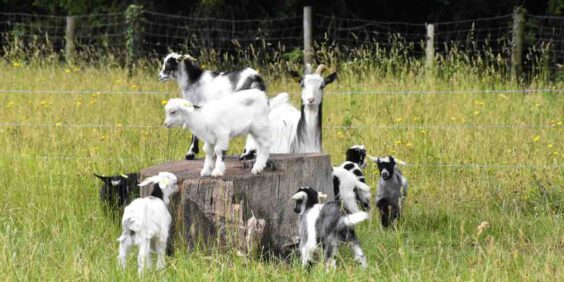 La ferme de Paris (gratuit)